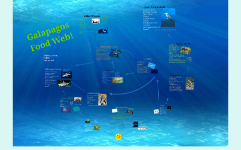 Galapagos Food Web by Kaylee Brooke on Prezi