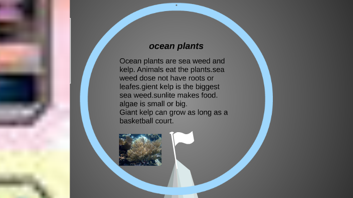 ocean habit by Christine Caffey on Prezi