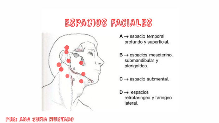 Espacios Faciales By Ana Sofia Hurtado Ochoa On Prezi