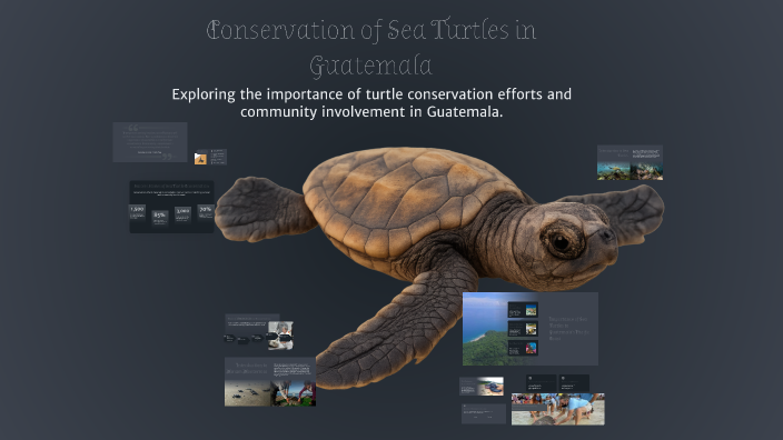 Conservation of Sea Turtles in Guatemala by Angel Chiquin on Prezi