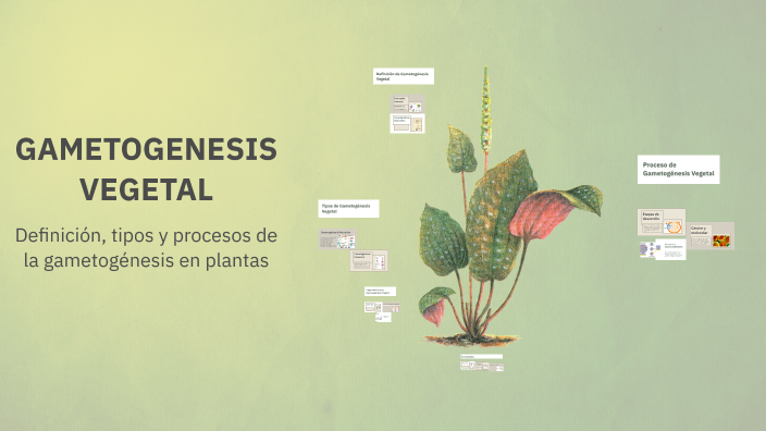 GAMETOGENESIS VEGETAL by Lizbeth Alvarado on Prezi