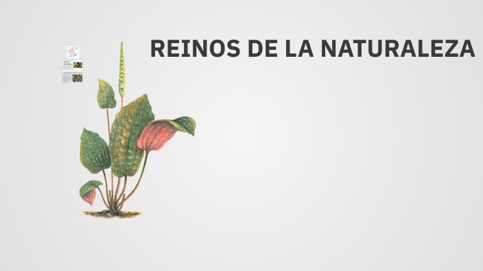 REINOS DE LA NATURALEZA by Sol Luna on Prezi