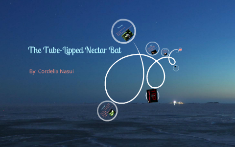 The Tube Lipped Nectar Bat by Cordelia Nasui