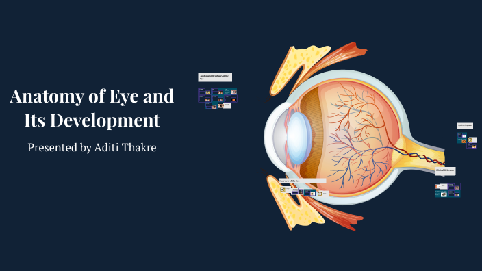 Anatomy of Eye and Its Development by Aditi Thakre on Prezi