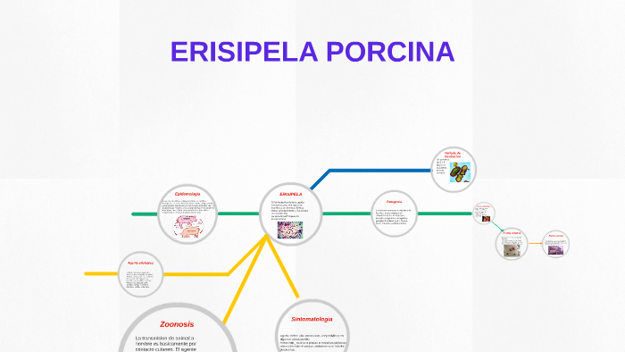 erisipela agente etiologico