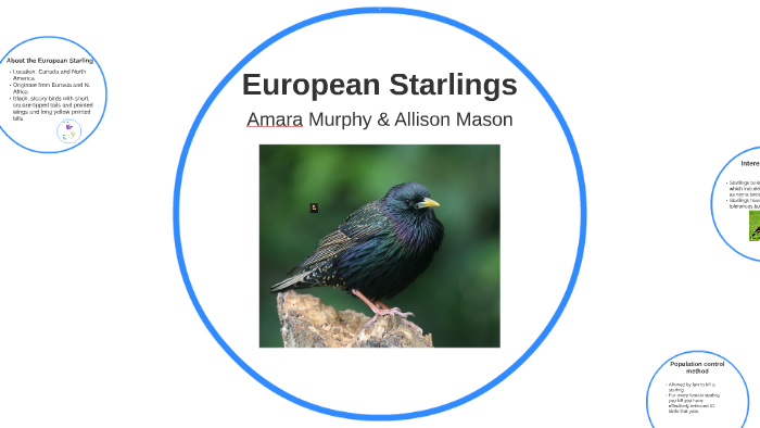 Invasive Starling Species by Amara Murphy on Prezi