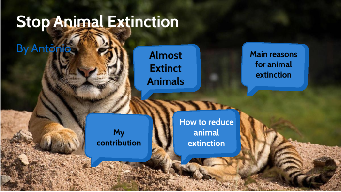 how to prevent animal extinction essay