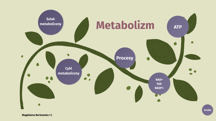 Podstawowe Zasady Metabolizmu By Magdalena B On Prezi