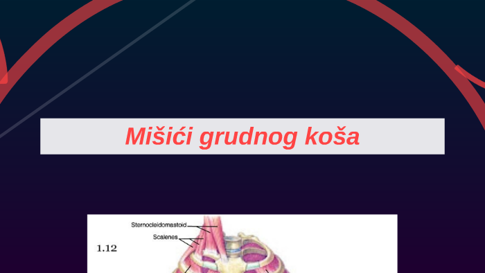 Mišići Grudnog Koša By Andrijana Anja Popović On Prezi