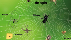 de spin