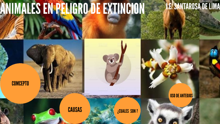 Animales En Peligro De Extincion By Valeria Milagros Cruz Pumacota On Prezi