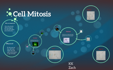 Cell Mitosis by KK s on Prezi