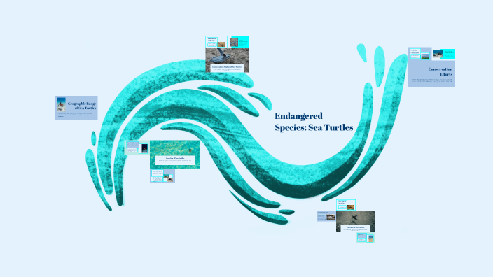 Endangered Species: Sea Turtles by Olivia Franko on Prezi