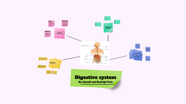 Digestive system project by Ava Arnold on Prezi