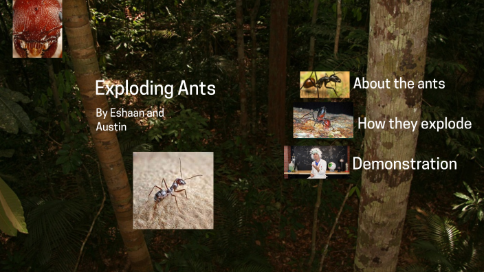 Ant Exploded Exploding Ants by Austin Sass on Prezi