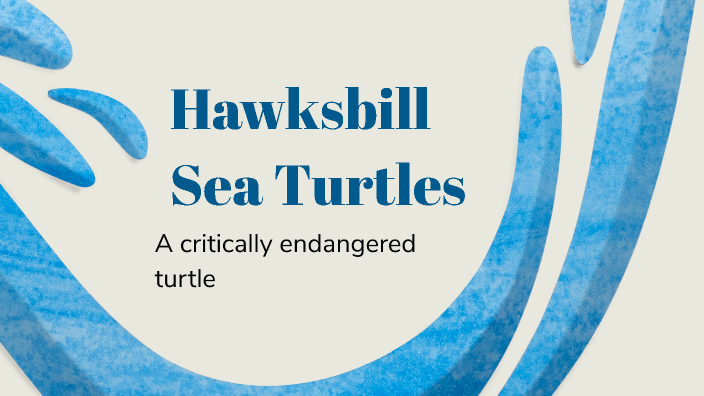 Hawksbill Sea Turtles by Brennan Keenan on Prezi