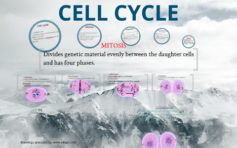 Cell Cycle (Mitosis) by Ken Mulligan on Prezi