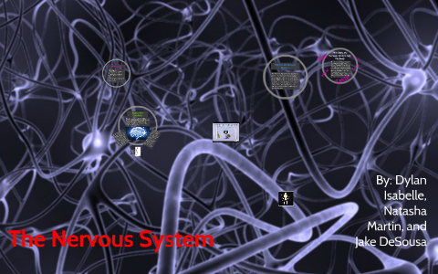 The Nervous System by Dylan Isabelle on Prezi