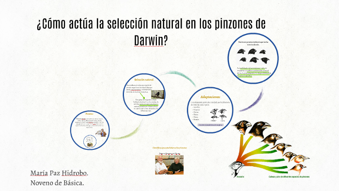 Los Pinzones De Darwin Y La Selección Natural prezi.com