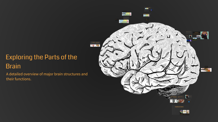 Exploring the Parts of the Brain by Brianna Smith on Prezi