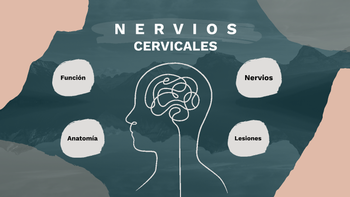 Nervios Cervicales by Naomi Villarreal on Prezi