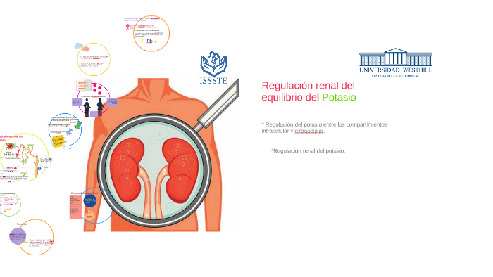 Regulacion Renal Del Equilibrio Del Potasio By Andrea Soto On Prezi Next 3185