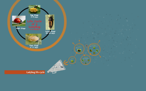 Ladybug food chain by Livi H on Prezi Biology Diagrams