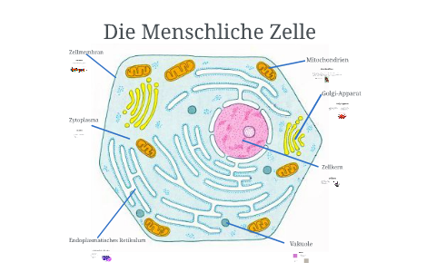 Die Menschliche Zelle by Micha Clausen on Prezi