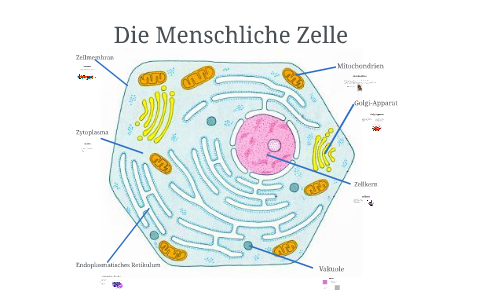 Zellorganellen Beschriften Freies Lehrbuch Biologie 06 03 Die Zelle Zellorganellen Beschriften Freies Lehrbuch Biologie 06 03 Die Zelle