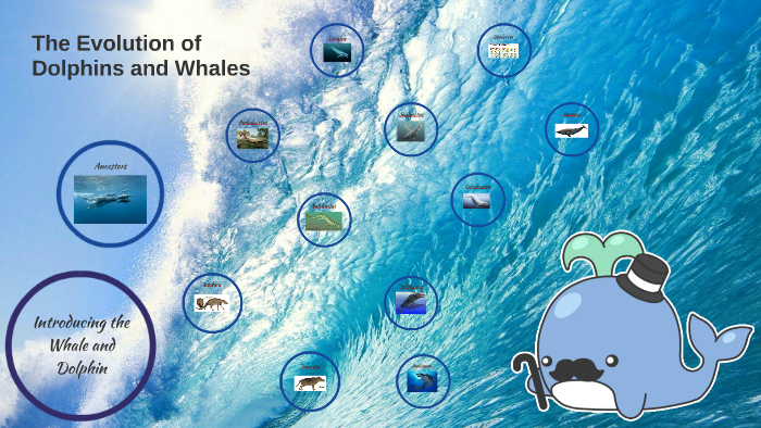 The Evolution of Dolphins and Whales by Chris Yu on Prezi