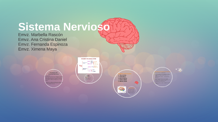 Sistema Nervioso by ximena alina on Prezi Next