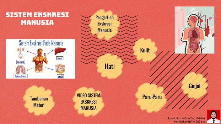 Sistem Ekskresi Manusia By 18arinal Husna Zulfi Putri Ma On Prezi 3845