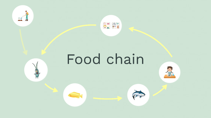 food chain pesticide by Milou Minja Biology Diagrams