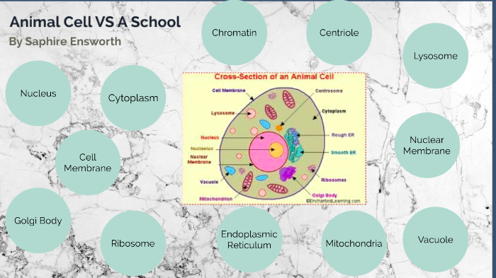 An Animal Cell Is Like A School by Saphire Ensworth on Prezi