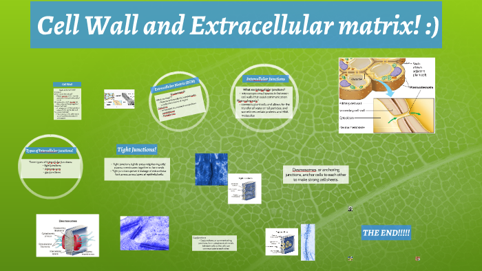 Cell Wall and Extracellular matrix by Morgan, Alexis, Takara, Lily on Prezi