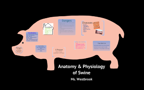 Anatomy & Physiology of Swine by Casie Westbrook on Prezi