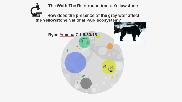 The Wolf: The reintroduction to Yellowstone by Ryan Yencha on Prezi