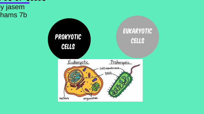types of cells by Jasem A M A Shams on Prezi