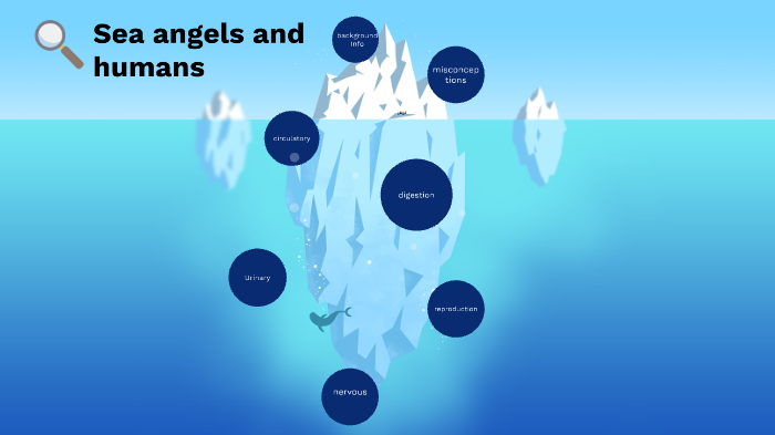 Comparison : Sea angel vs humans by Sally Lu on Prezi