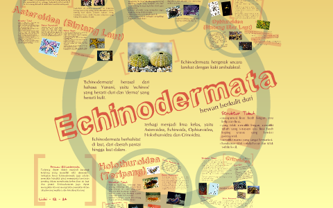 Echinodermata By Lee Nicky On Prezi
