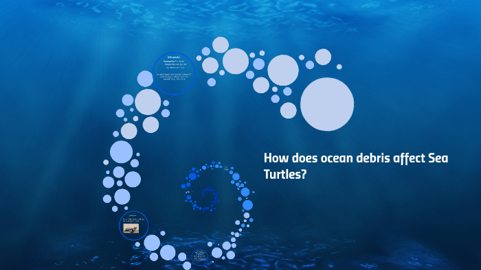 How ocean debris affects Sea Turtles by Emily Herrera on Prezi