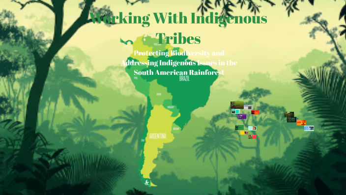 Working With Indigenous Tribes by Victoria Stuart on Prezi