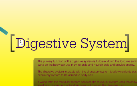 Digestive System by Hannah Martinez on Prezi