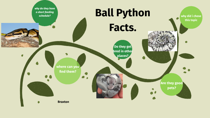 Surprising Facts About Ball Pythons And Water You Need To Know - jcvowrj