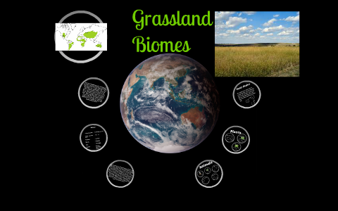 The Grassland Biome By Amanda Williams