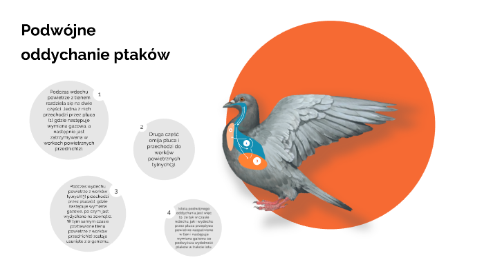 Na Czym Polega Podwójne Oddychanie U Ptaków