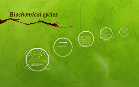 Biochemical Cycles By G Arntz On Prezi