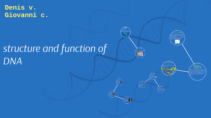 structure and function of DNA by denis vides on Prezi