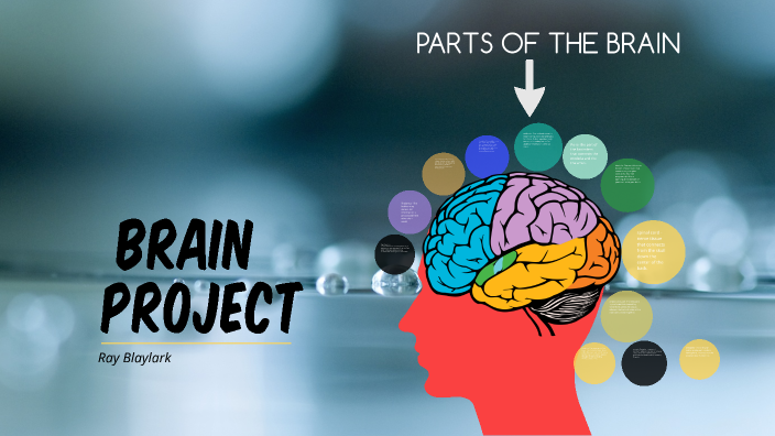 Ap psychology brain project by Ray Blaylark on Prezi