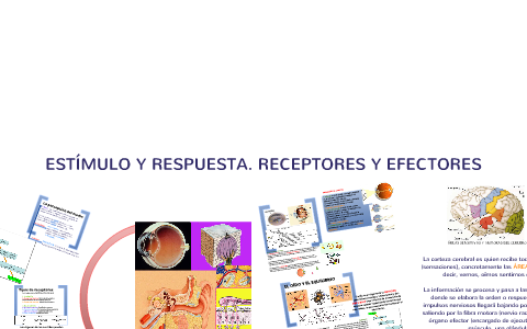 ESTÍMULO Y RESPUESTA. RECEPTORES Y EFECTORES By Juan Antonio On Prezi